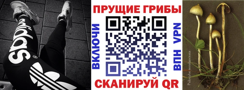 Псилоцибиновые грибы Magic Shrooms  Купить закладки  Коряжма 